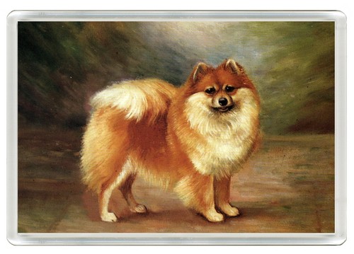 Pomeranian dog fridge magnet - pomeranian,