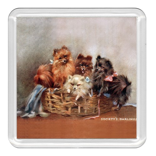 Pomeranian dog acrylic coaster - pomeranian,