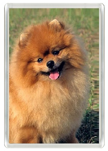 Pomeranian dog fridge - dog, magnet