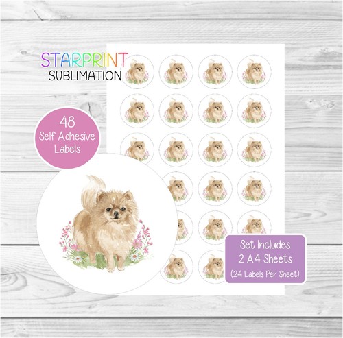 Pomeranian dog - pomeranian, 48