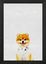 Pet Cute Puppy Pomeranian