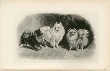 POMERANIAN GERMAN SPITZ RARE