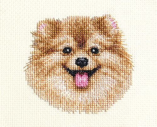 Pomeranian dog puppy full - pomeranian,