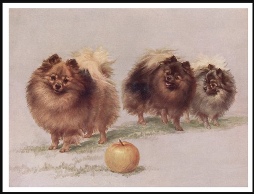 Pomeranian dogs and apple - pomeranian,