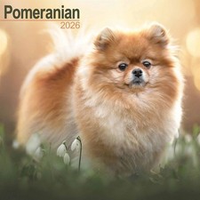 Pomeranian Calendar 2026, Wall