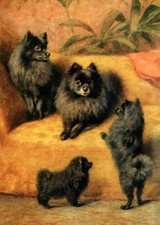 POMERANIAN CHARMING DOG