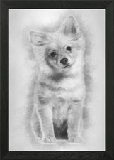 Pomeranian puppy 5 months