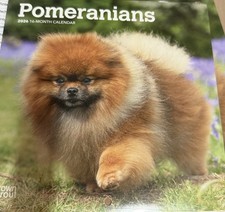 Pomeranian dog  calendar 2026