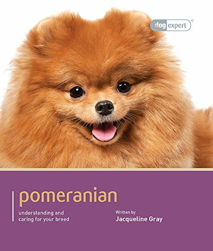 Pomeranian trudie - pomeranian, (dog