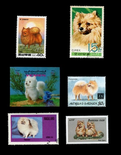 Pomeranian pom spitz - pom,