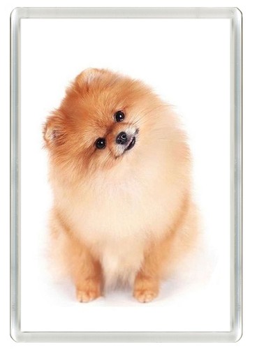 Pomeranian dog fridge magnet - fridge,