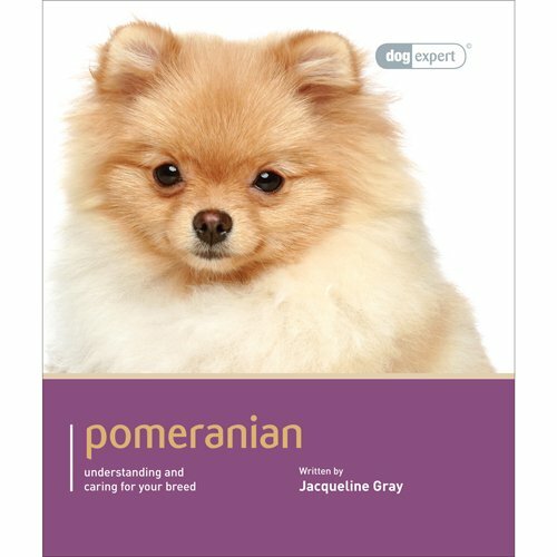 Pomeranian by - (dog,