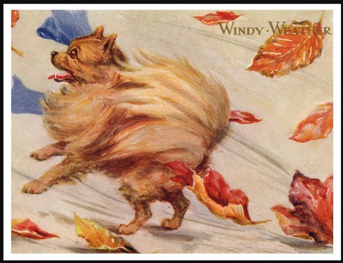 Pomeranian windy day lovely - pomeranian,