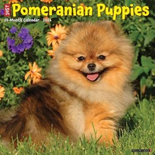 Pomeranian Puppies 2026 12 X
